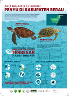Infografik Menjaga Kelestarian Penyu Di Kabupaten Berau
