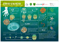 Infografik Pedoman Perilaku Berinteraksi Di Danau Kakaban