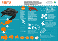 Infografik Pengenalan Penyu Laut.