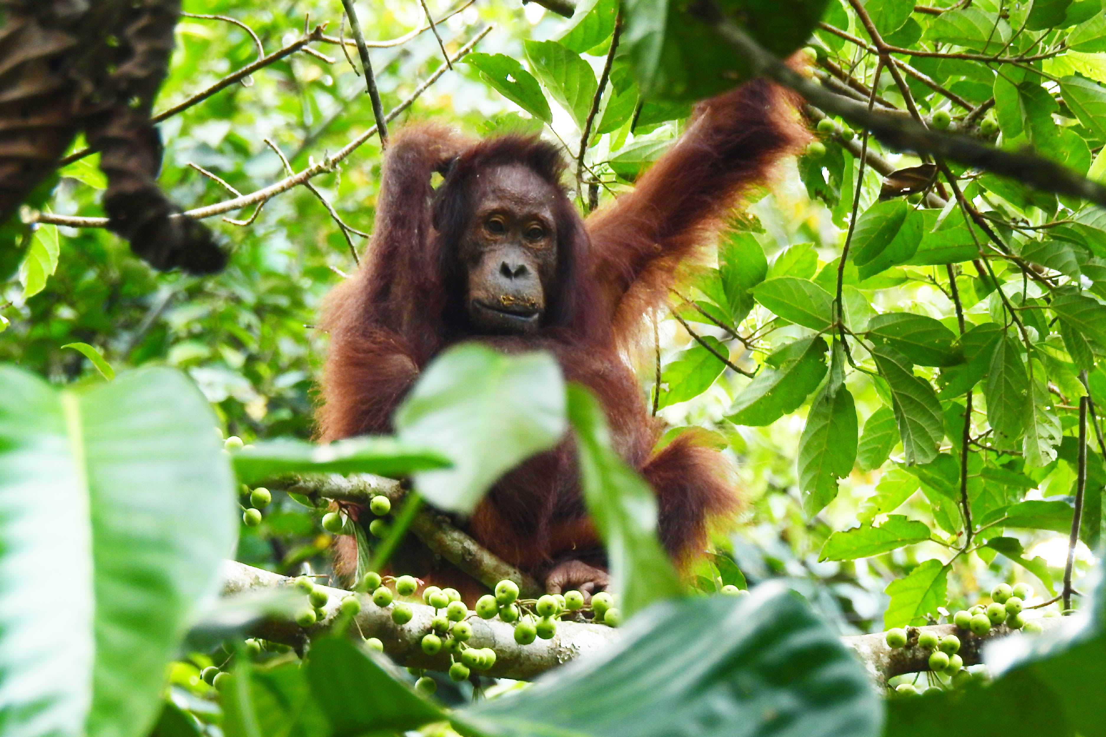 Orangutan ©Mohamad Arif Rifqi/YKAN