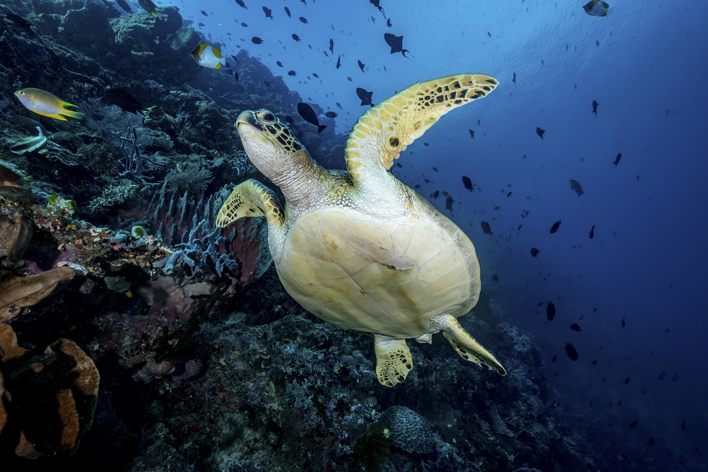 Sea Turtle