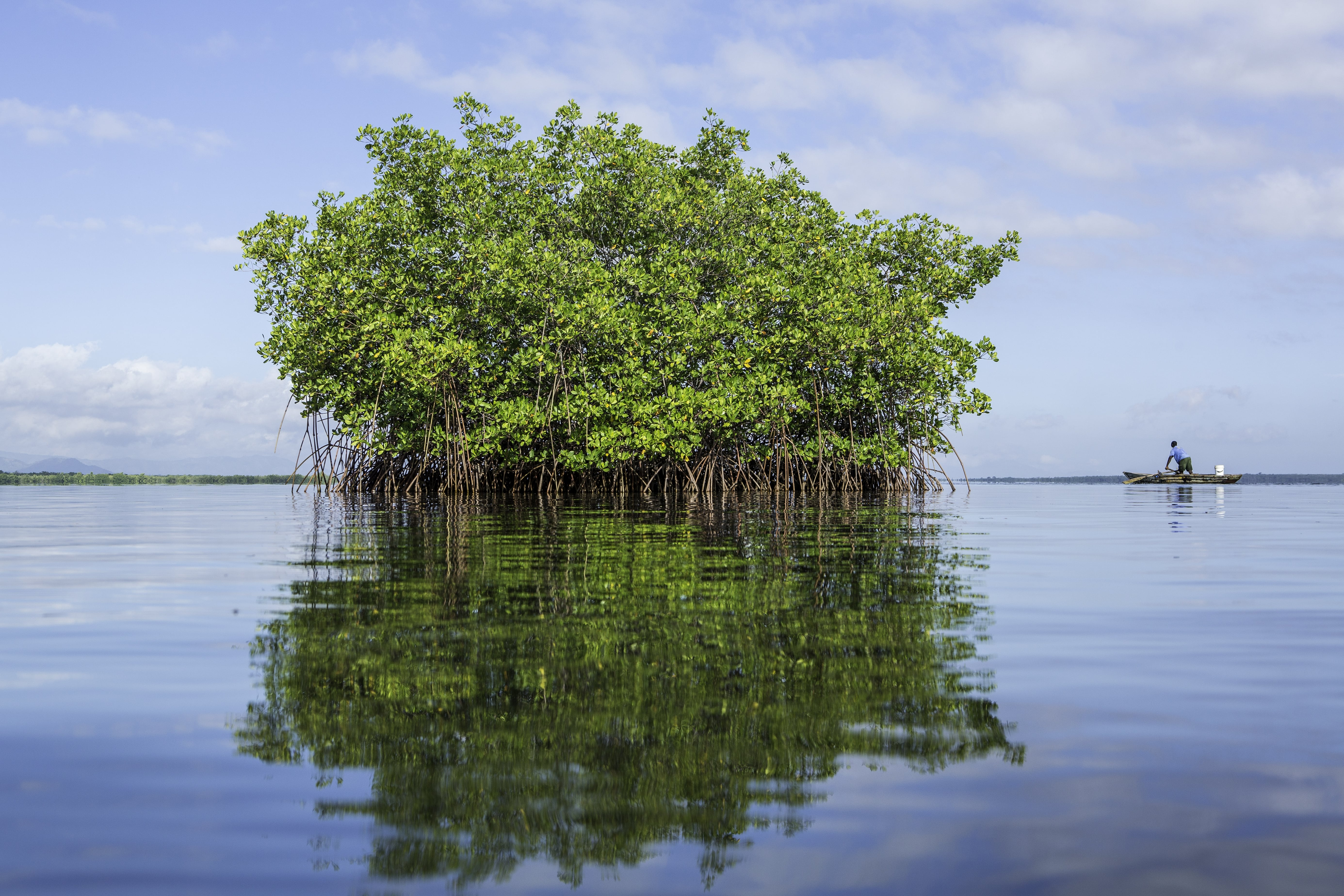 Mangrove