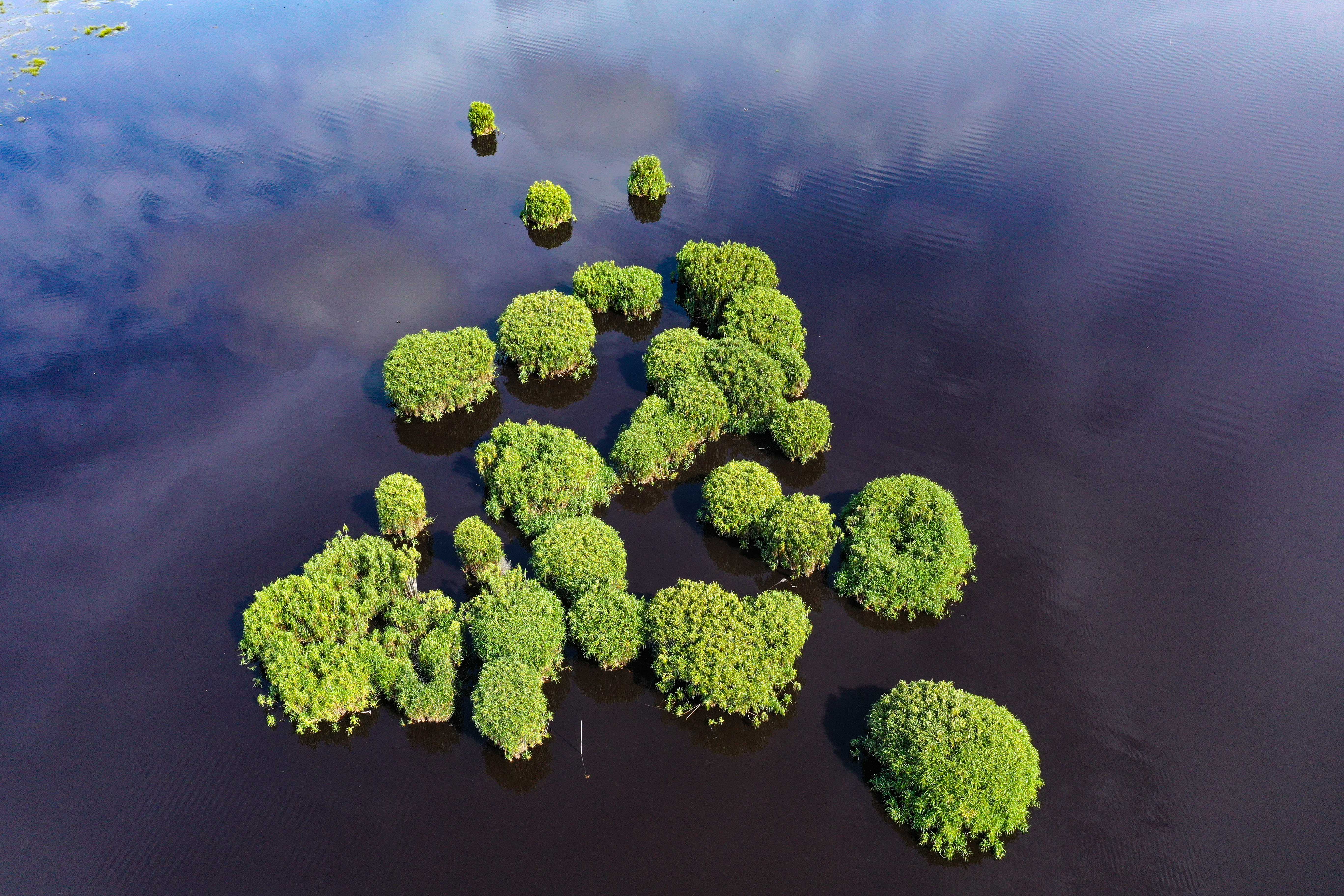 Gugusan Pohon Rasau di Danau Gambut Desa Muara Siaran, Kabupaten Kutai Kartanegara.