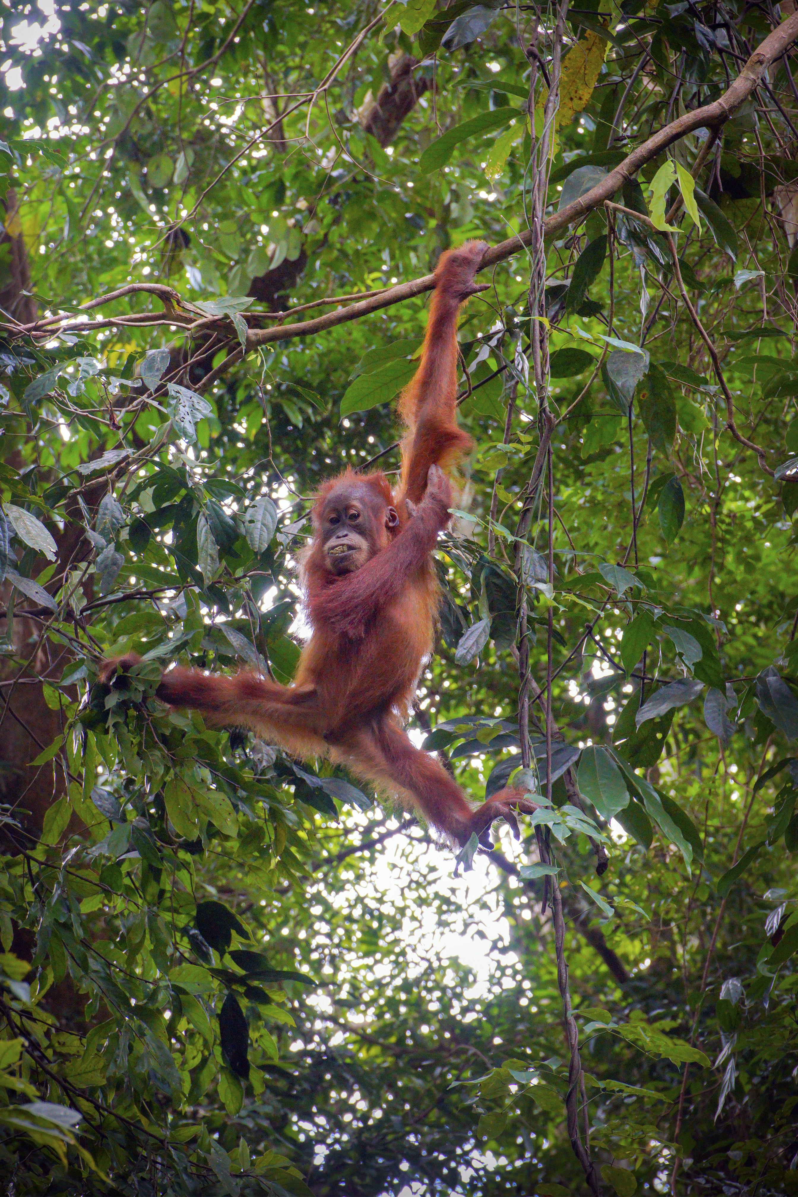Orang utan Muda