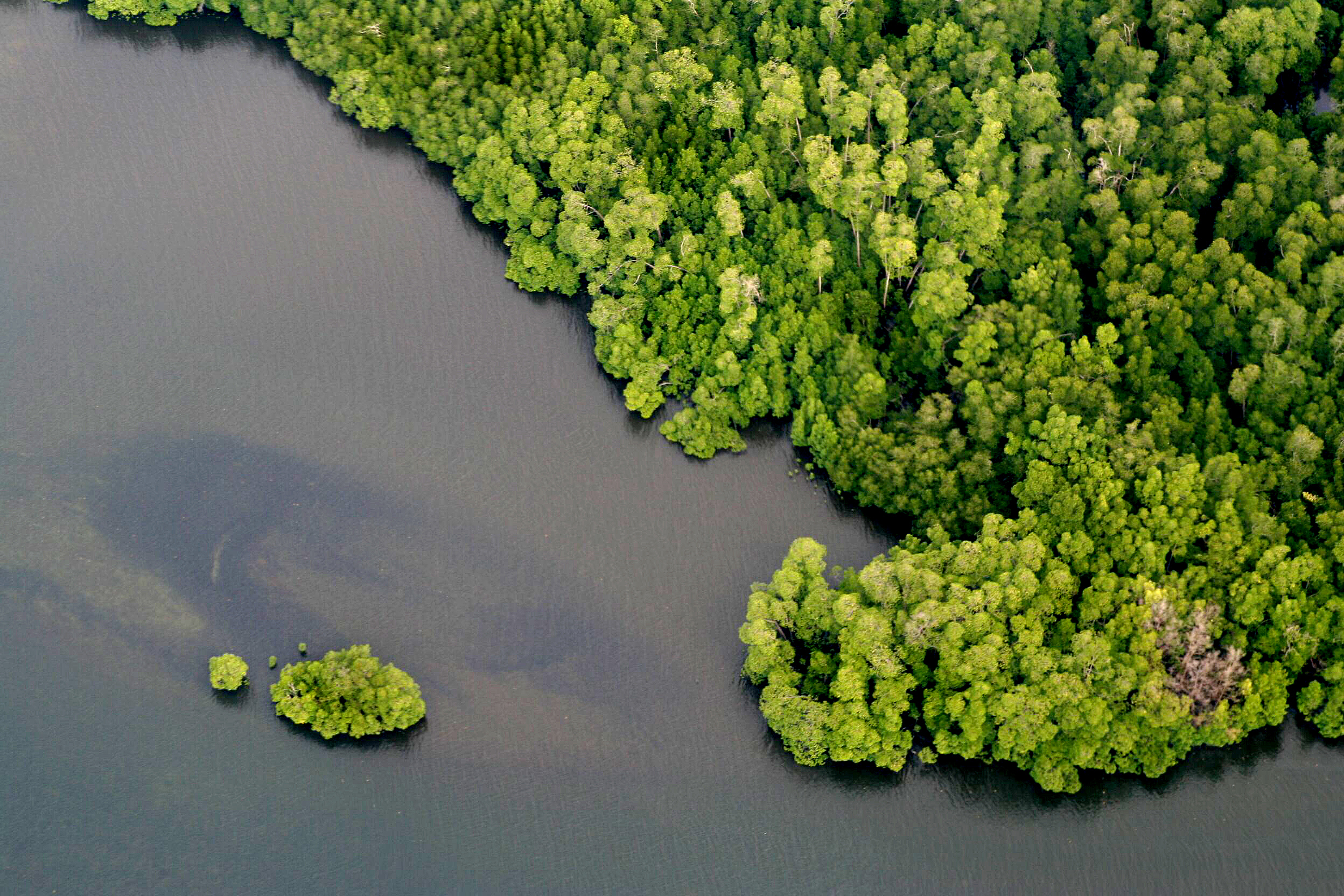 Mangrove air biru